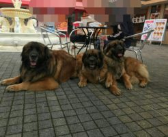 超大型犬レオンベルガーのGREAT TOWN犬舎