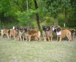 超大型犬レオンベルガーのGREAT TOWN犬舎